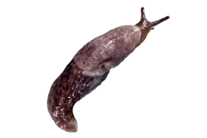 Slug PNG-87321